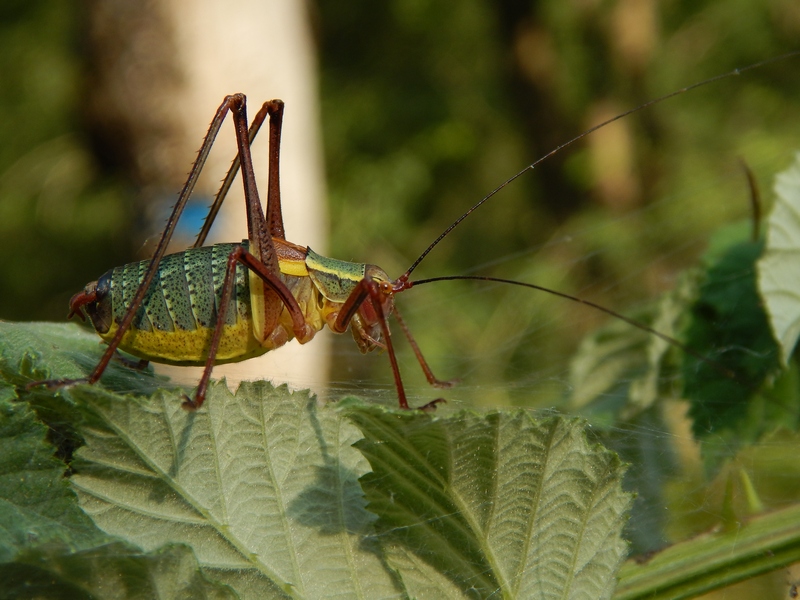 Barbitistes sp.?